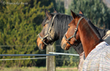 Charlie und Fiasko