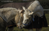 Manni und Sunny
