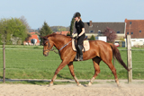 Springen