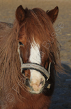 Lilli